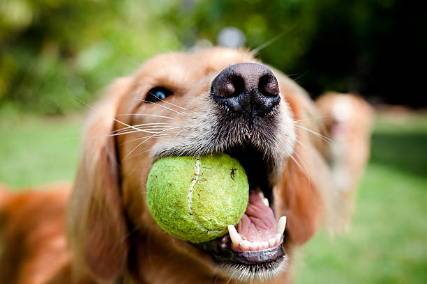 Dogs